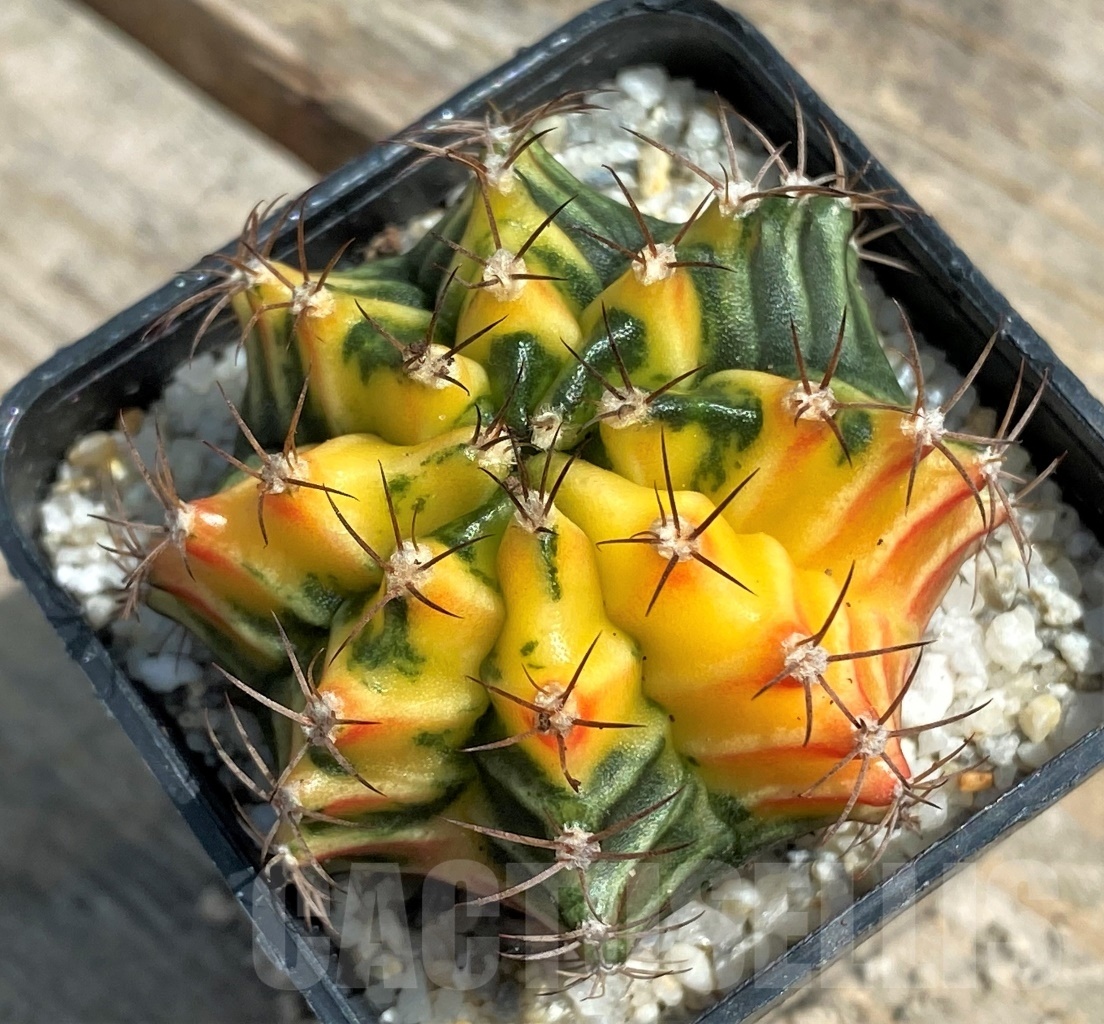 SHPR11268 Gymnocalycium mihanovichii f. variegata - Image 2