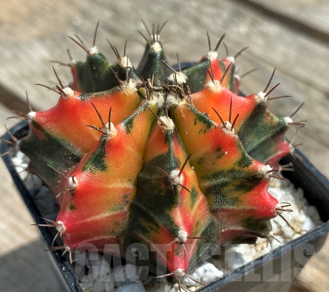 SHPR11269 Gymnocalycium mihanovichii f. variegata
