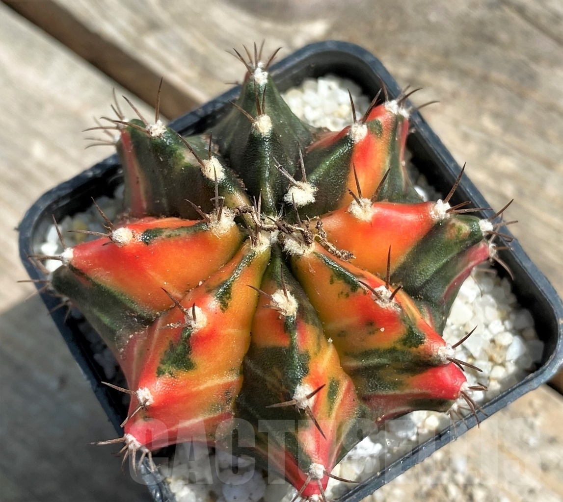 SHPR11269 Gymnocalycium mihanovichii f. variegata - Image 2