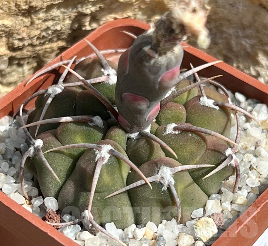 SHPR11646 Gymnocalycium vatteri - immagine 2