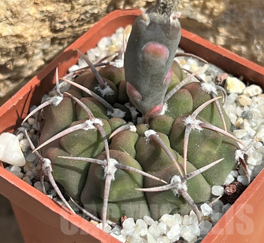 SHPR11646 Gymnocalycium vatteri - immagine 3