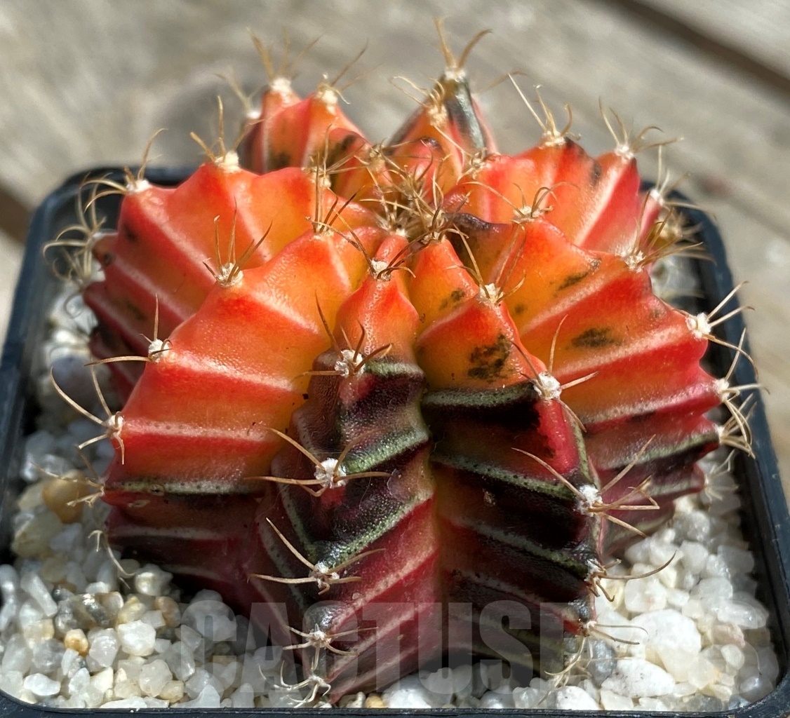 SHPR11270 Gymnocalycium mihanovichii f. variegata