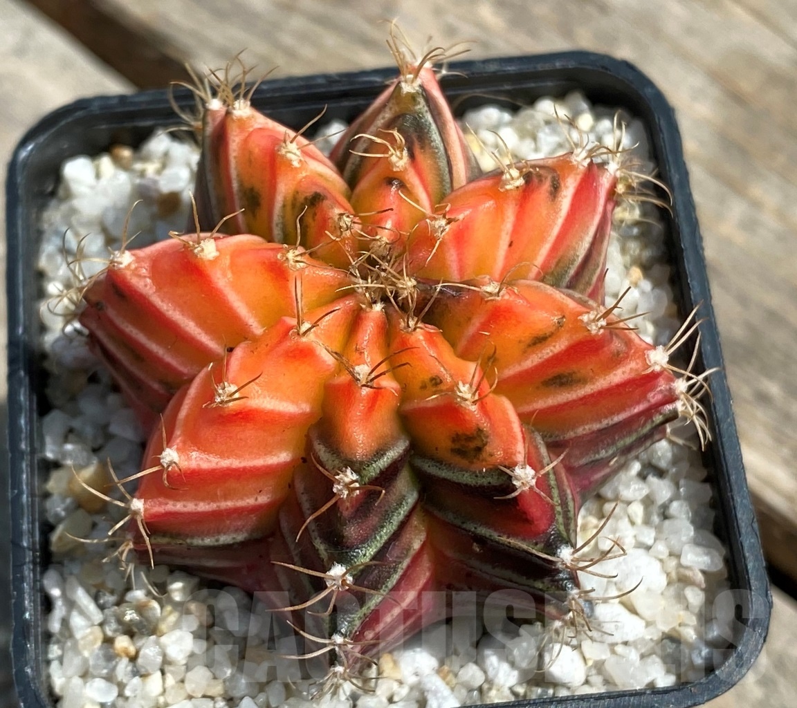 SHPR11270 Gymnocalycium mihanovichii f. variegata - Image 2
