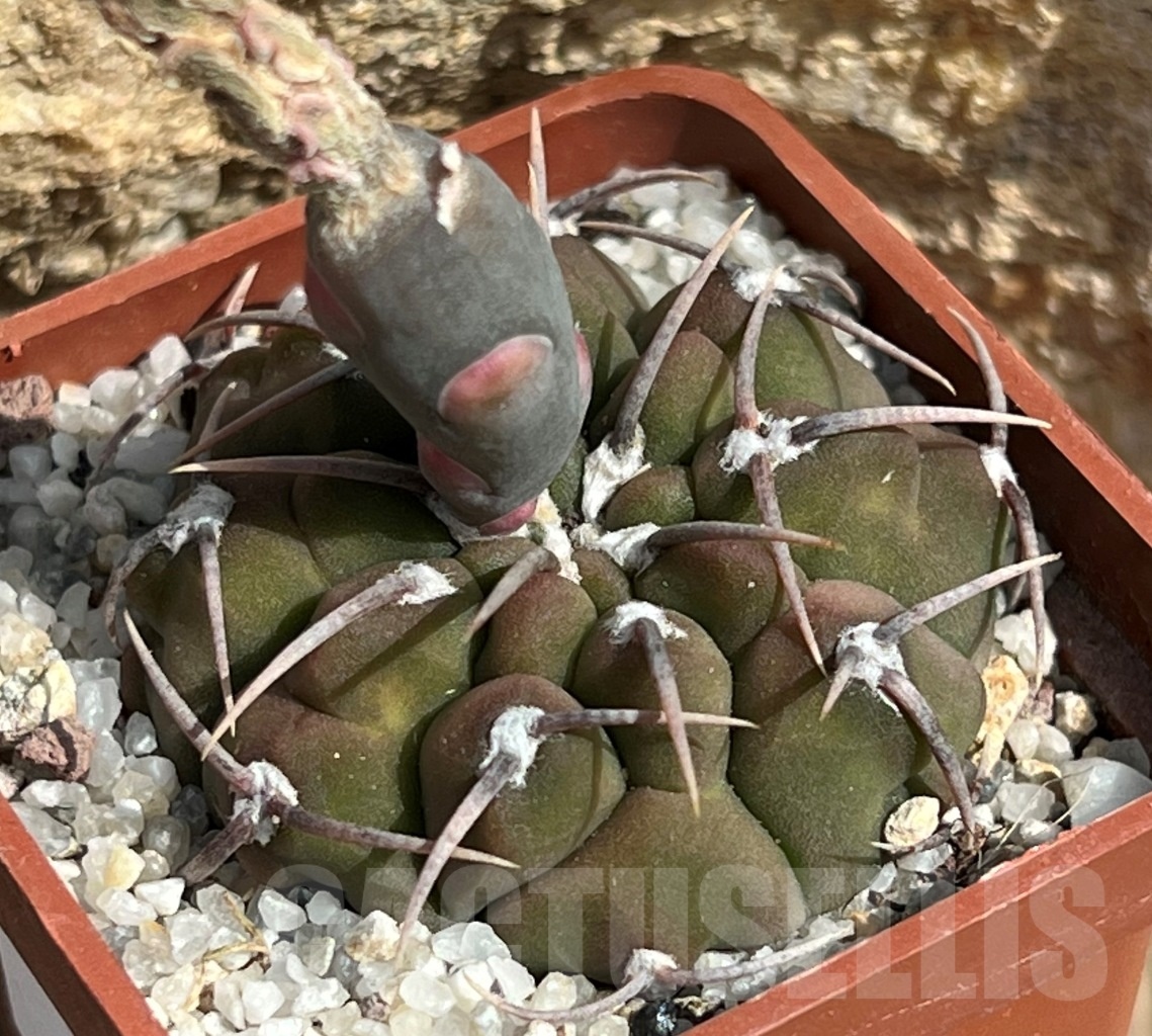 SHPR11646 Gymnocalycium vatteri