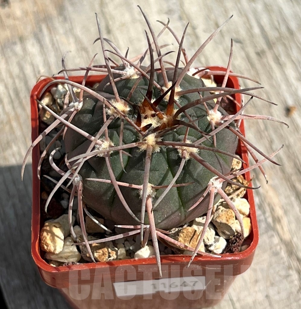 SHPR11647 Gymnocalycium spegazzinii - immagine 2