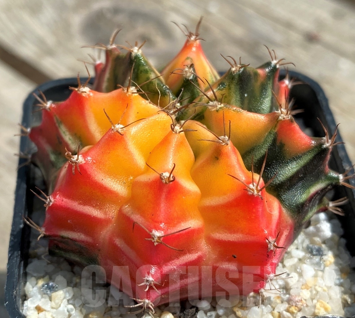 SHPR11271 Gymnocalycium mihanovichii f. variegata