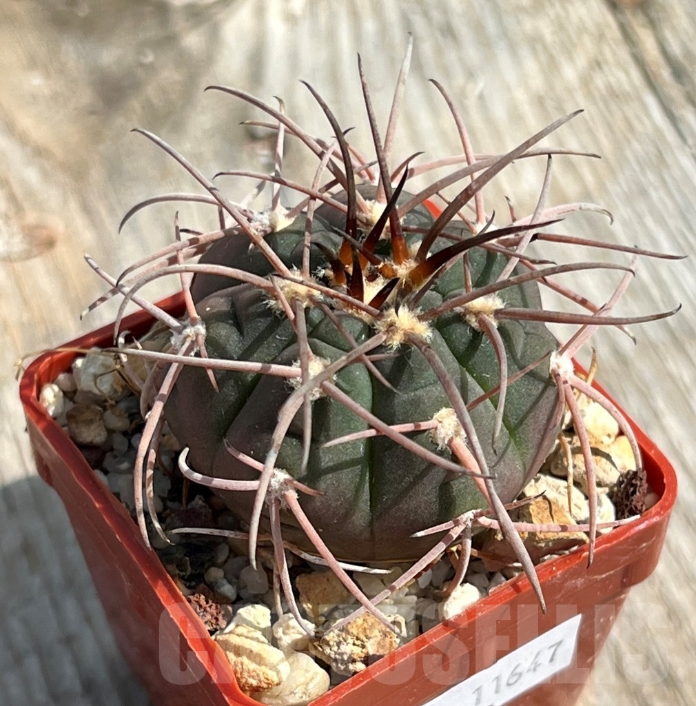 SHPR11647 Gymnocalycium spegazzinii