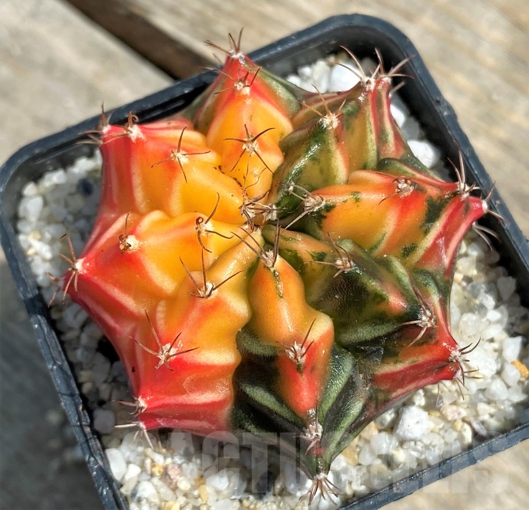 SHPR11271 Gymnocalycium mihanovichii f. variegata – Image 2