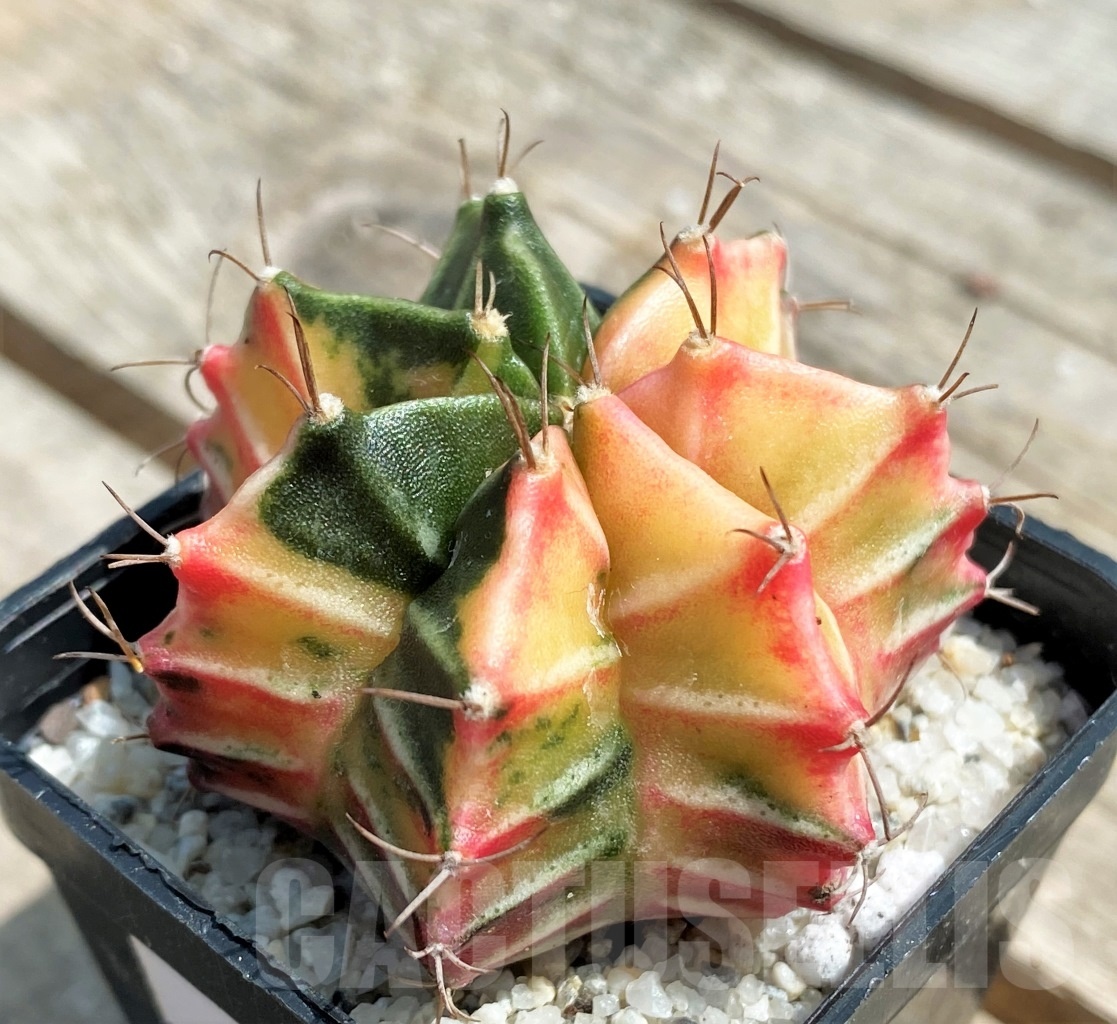 SHPR11272 Gymnocalycium mihanovichii f. variegata