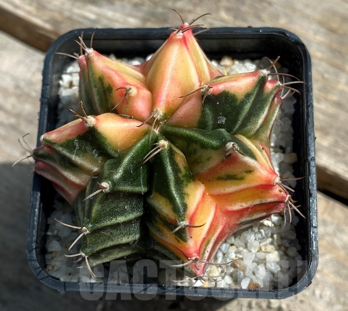SHPR11272 Gymnocalycium mihanovichii f. variegata – Image 2
