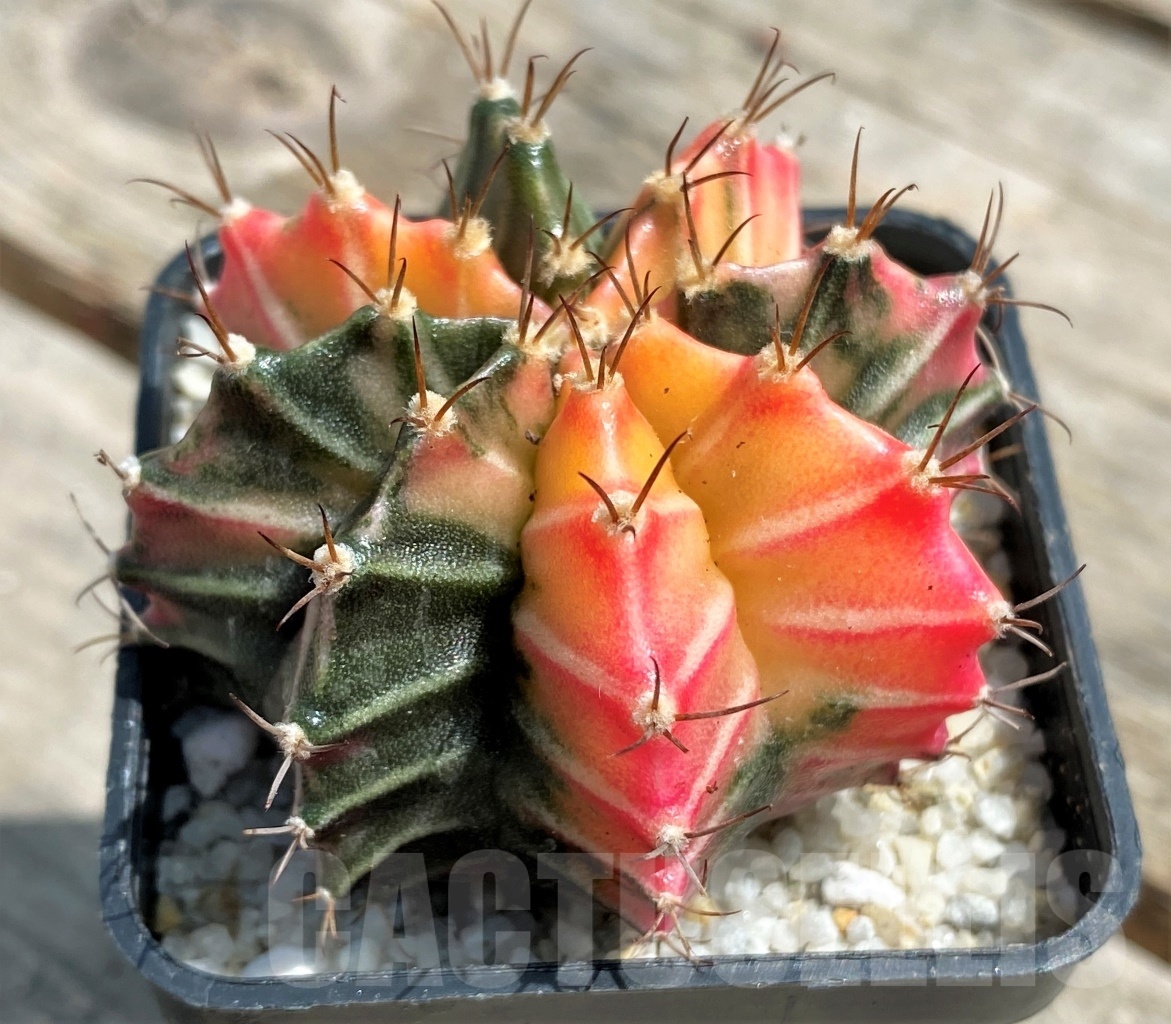 SHPR11273 Gymnocalycium mihanovichii f. variegata
