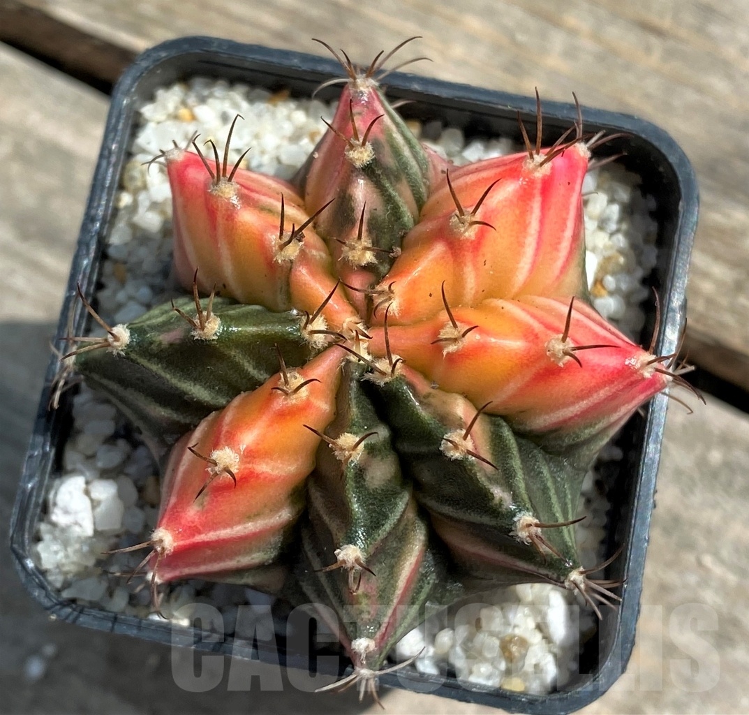 SHPR11273 Gymnocalycium mihanovichii f. variegata – Image 2