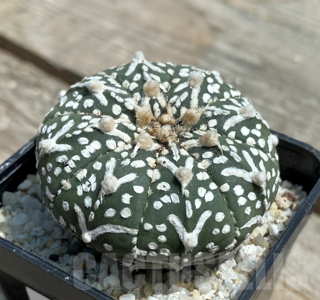 SHPR11274 Astrophytum asterias 'Super Kabuto' V-type – Image 2