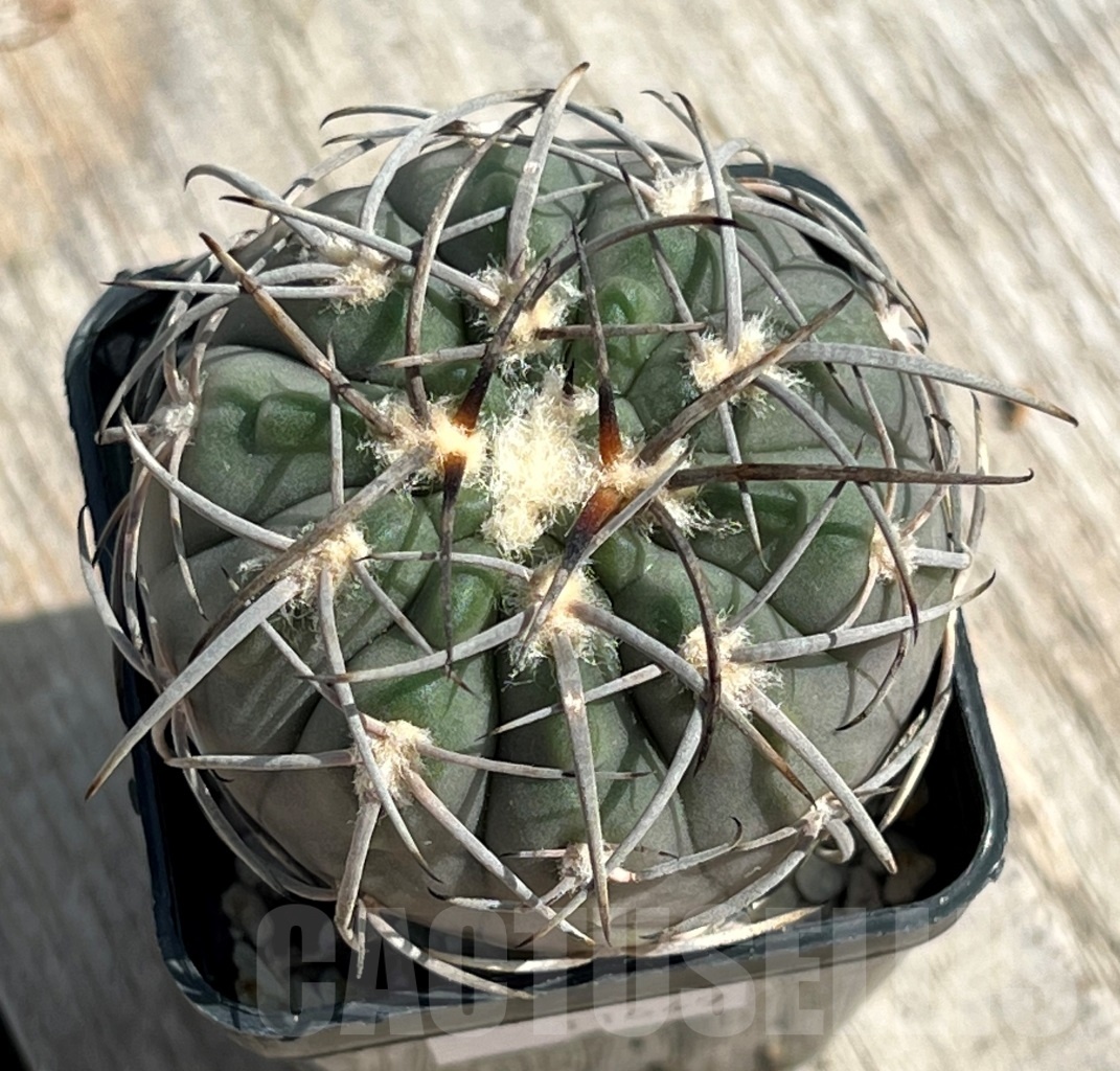 SHPR11649 Gymnocalycium spegazzinii - immagine 2