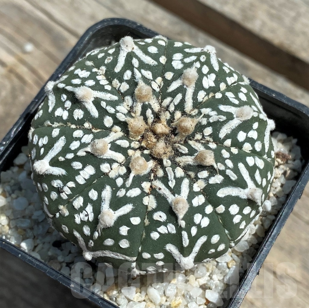 SHPR11274 Astrophytum asterias 'Super Kabuto' V-type