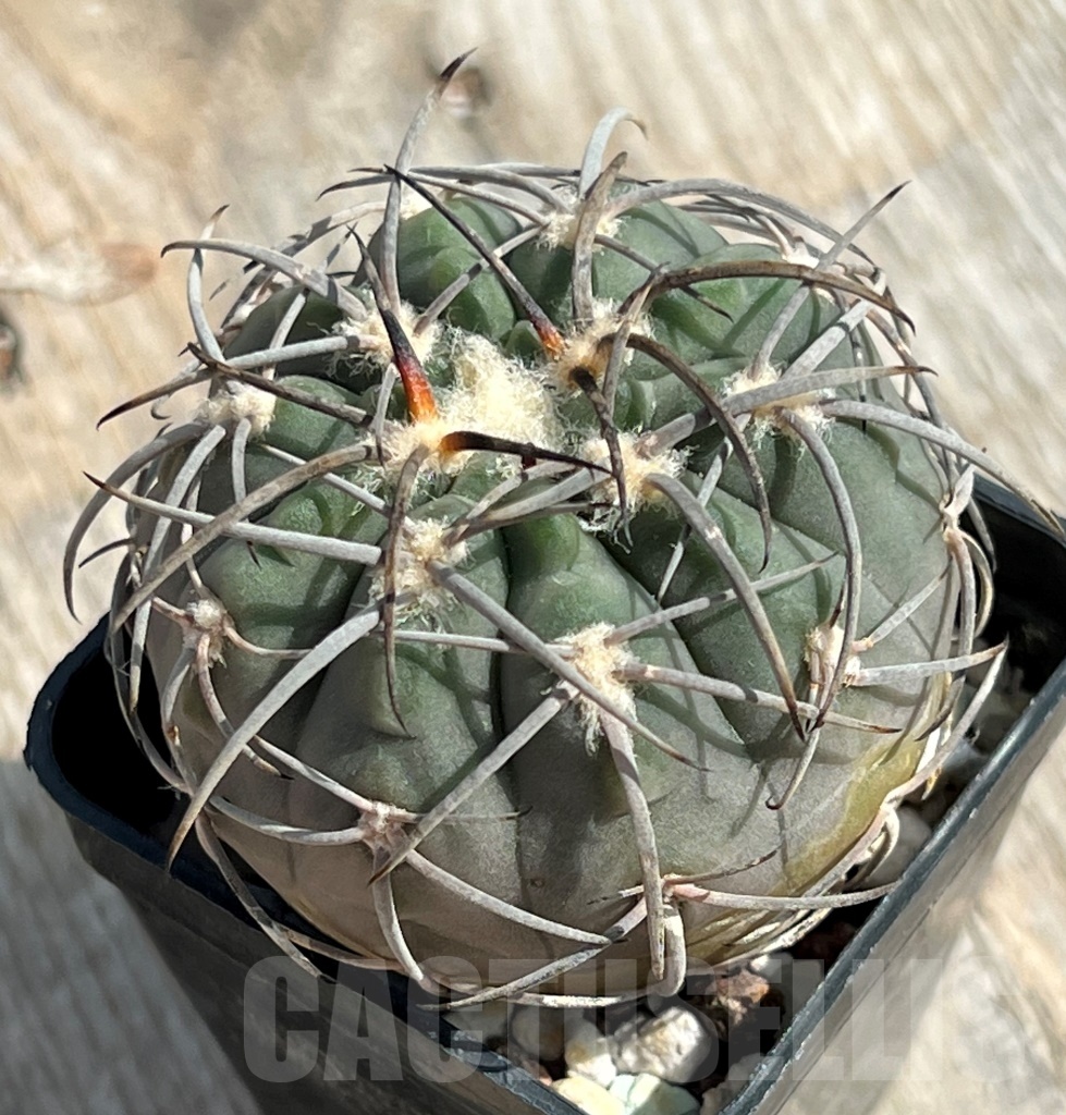SHPR11649 Gymnocalycium spegazzinii