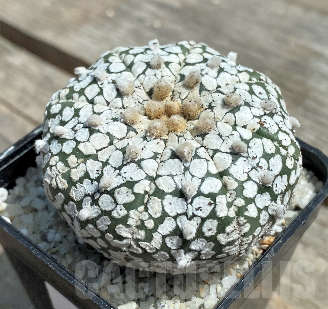 SHPR11276 Astrophytum asterias 'Super Kabuto' V-type - Image 2