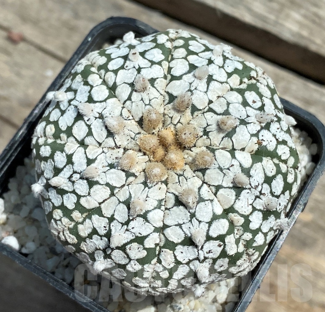SHPR11276 Astrophytum asterias 'Super Kabuto' V-type