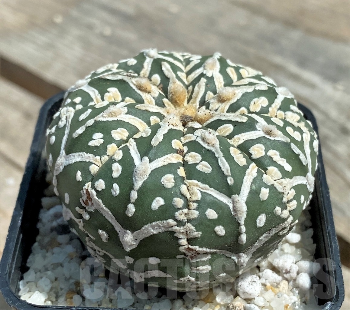 SHPR11277 Astrophytum asterias 'Super Kabuto' V-type – Image 2