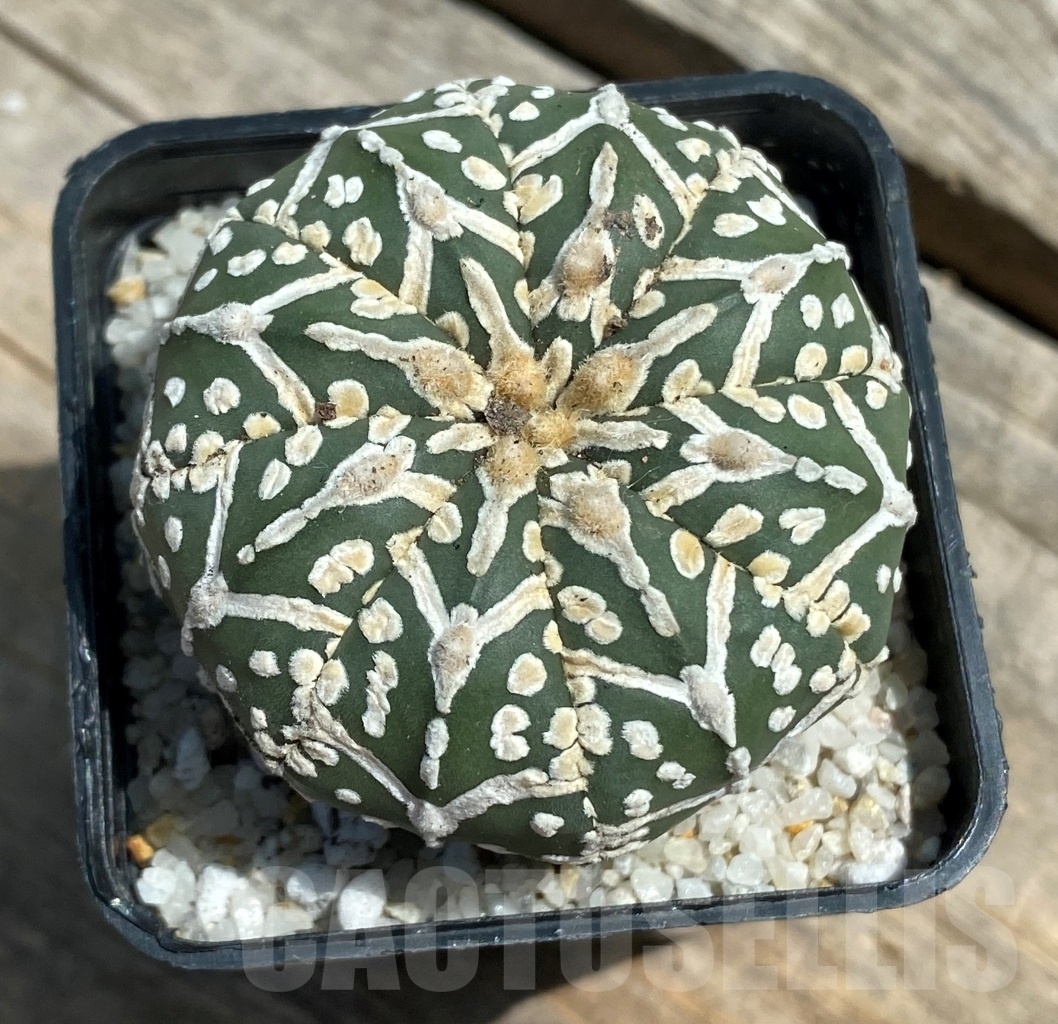 SHPR11277 Astrophytum asterias 'Super Kabuto' V-type
