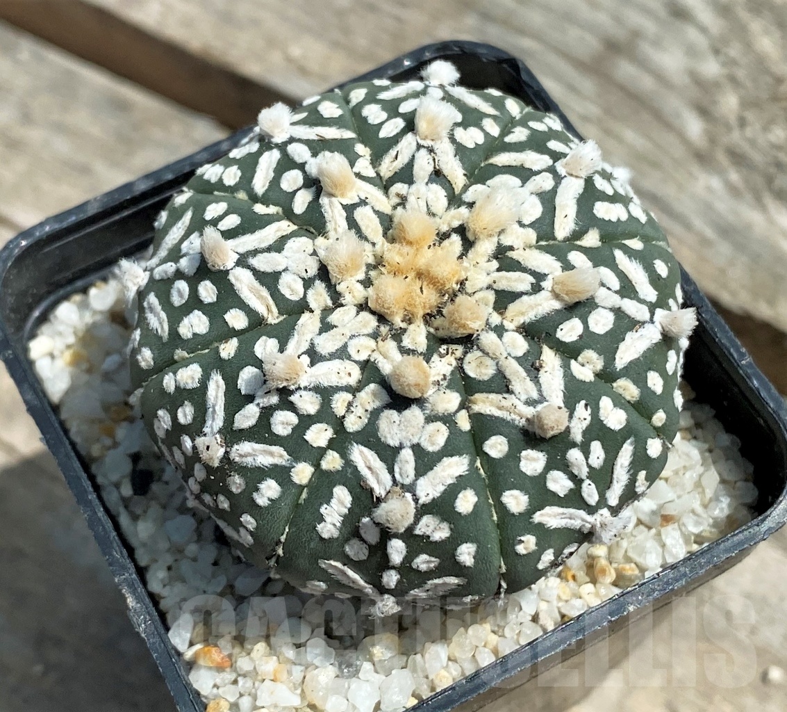 SHPR11278 Astrophytum asterias 'Super Kabuto' V-type