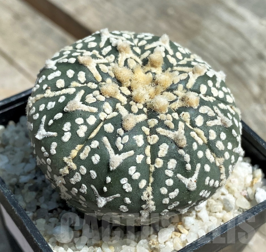 SHPR11279 Astrophytum asterias 'Super Kabuto' V-type - Imagen 2