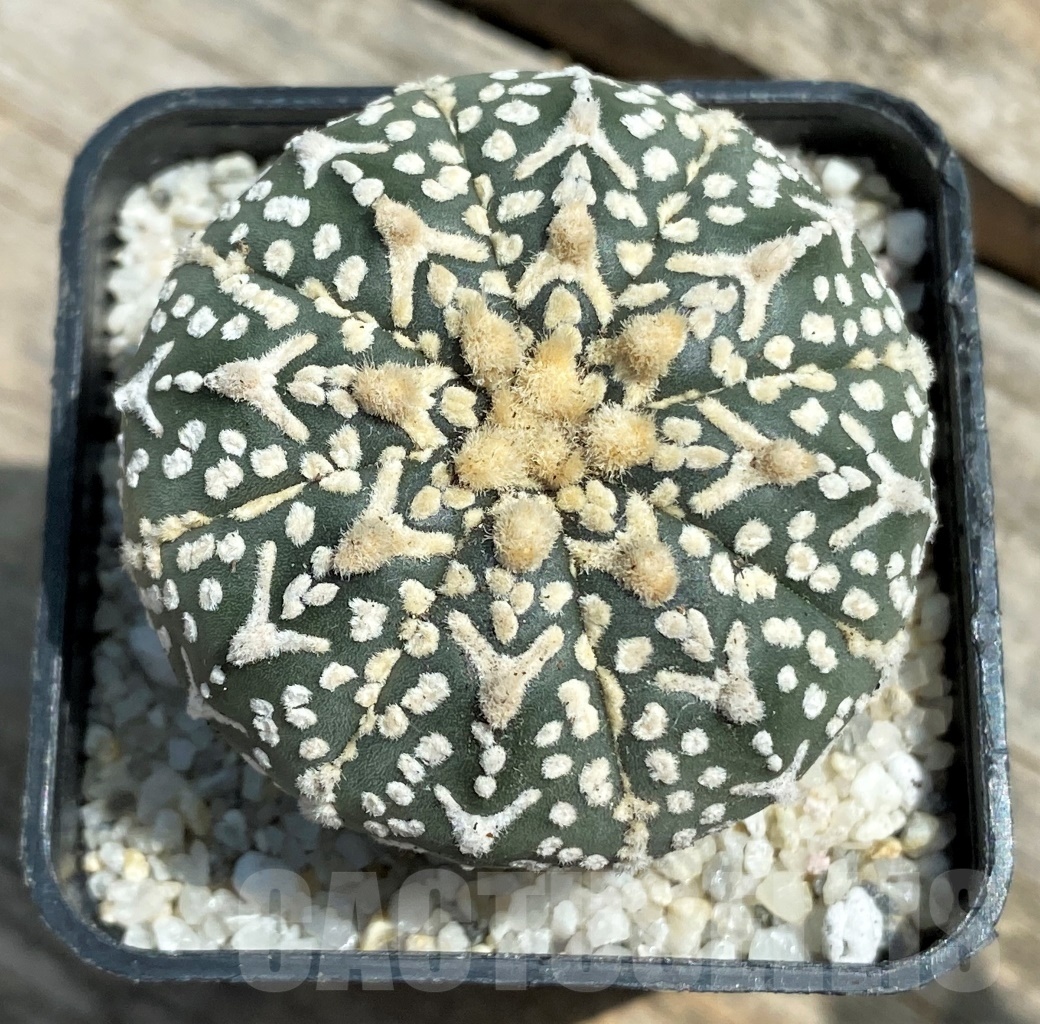 SHPR11279 Astrophytum asterias 'Super Kabuto' V-type