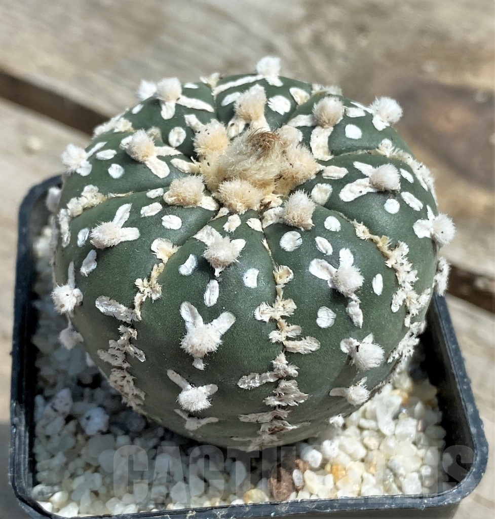 SHPR11280 Astrophytum asterias 'Super Kabuto' V-type - Imagen 2