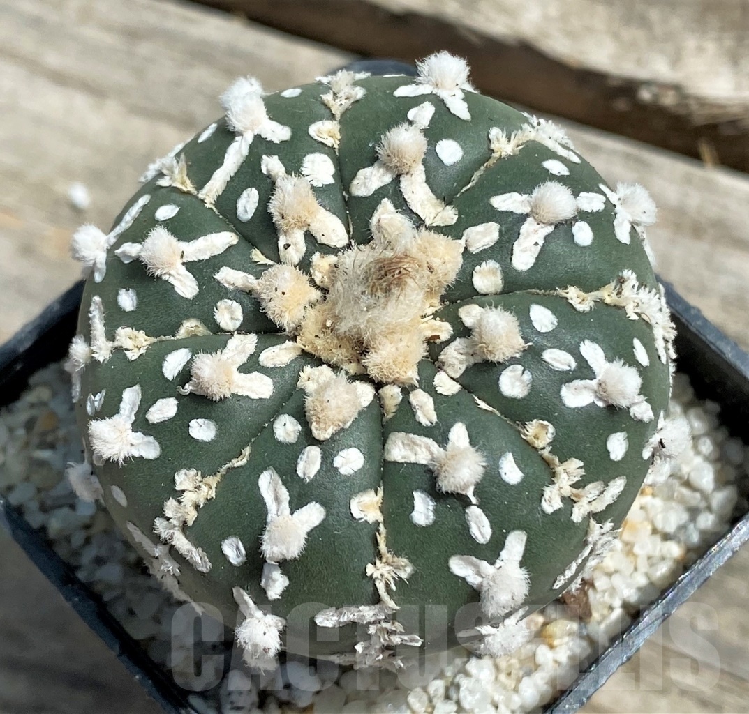 SHPR11280 Astrophytum asterias 'Super Kabuto' V-type