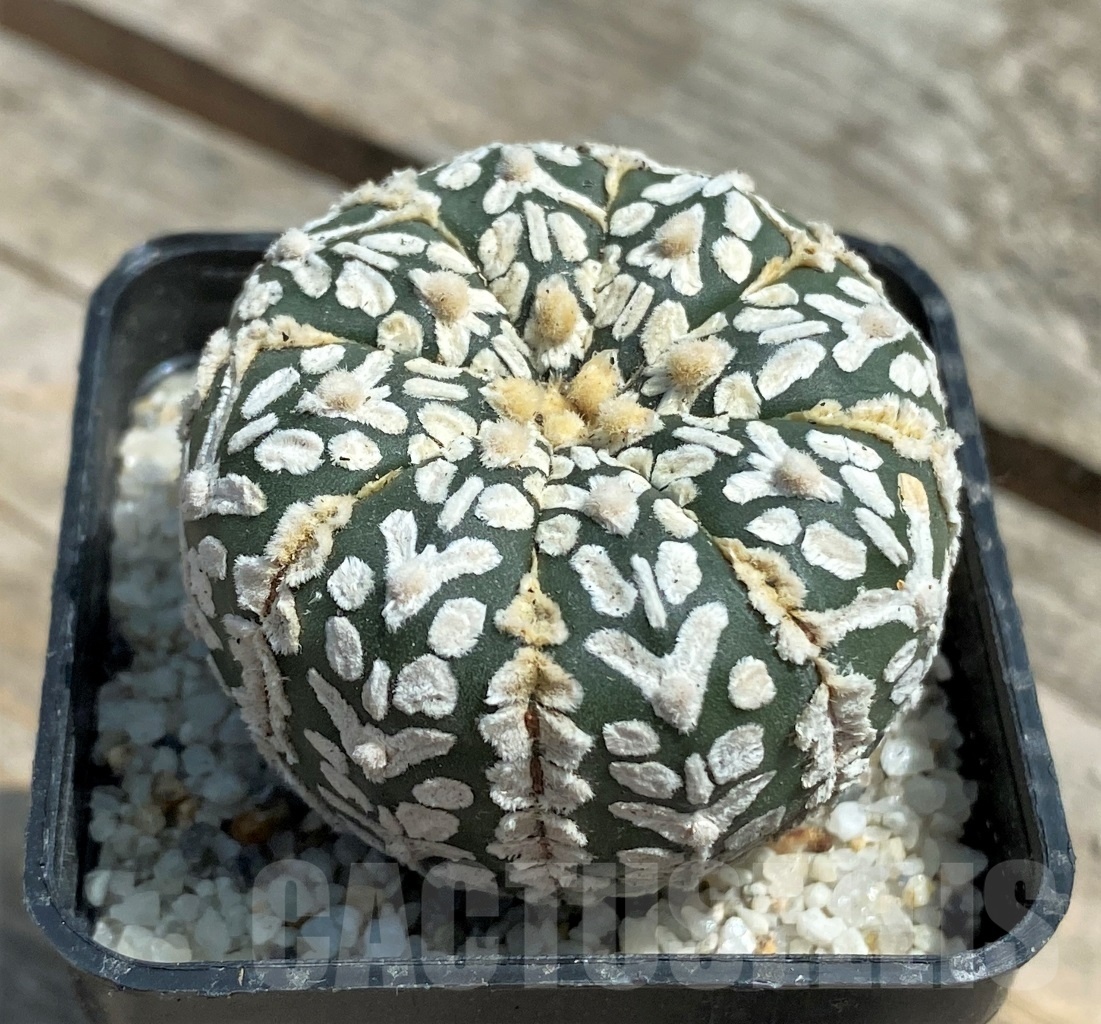 SHPR11281 Astrophytum asterias 'Super Kabuto' V-type – Image 2