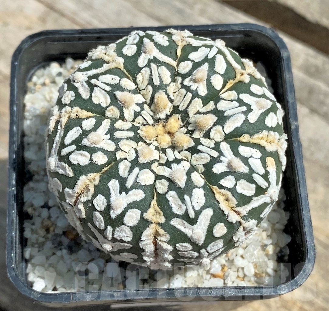 SHPR11281 Astrophytum asterias 'Super Kabuto' V-type