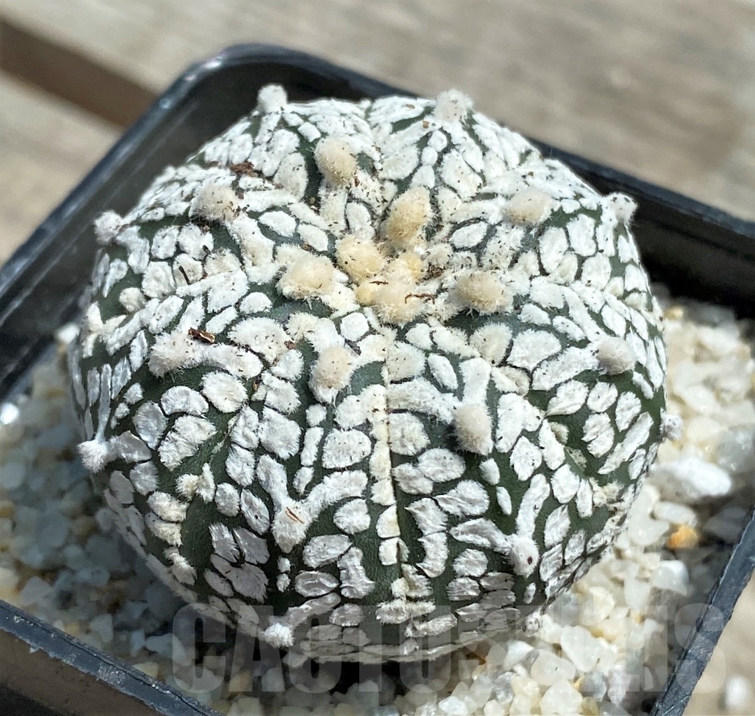 SHPR11282 Astrophytum asterias 'Super Kabuto' V-type – Image 2