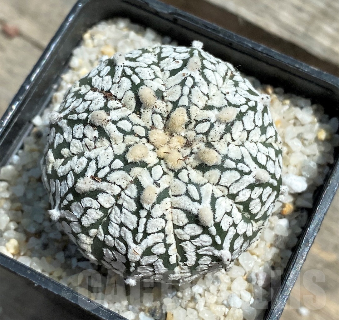SHPR11282 Astrophytum asterias 'Super Kabuto' V-type