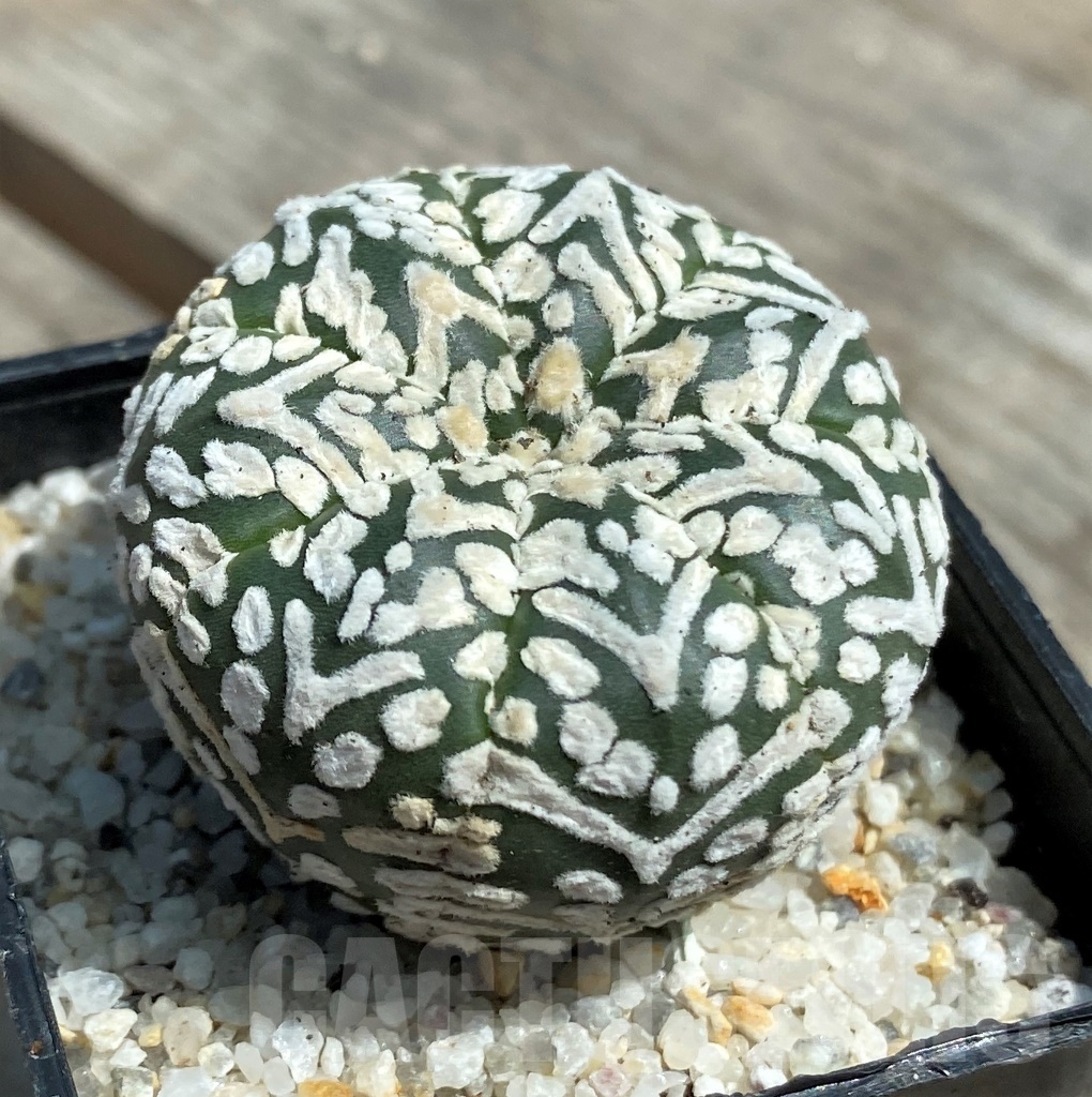 SHPR11283 Astrophytum asterias 'Super Kabuto' V-type – Image 2