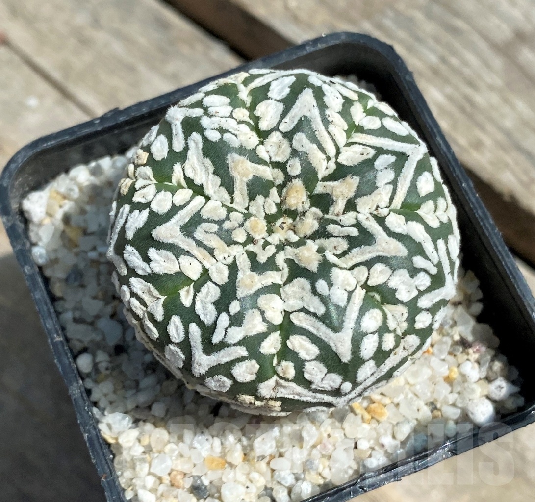 SHPR11283 Astrophytum asterias 'Super Kabuto' V-type