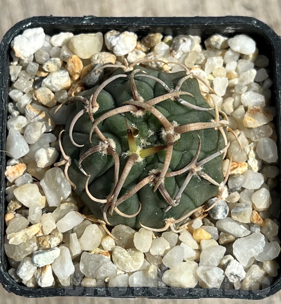 SHPR11656 Gymnocalycium vatteri - Image 2