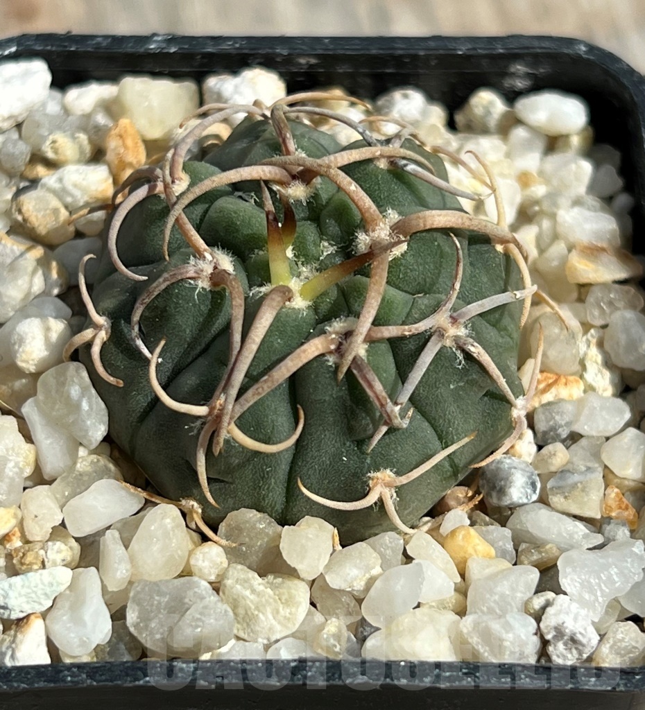 SHPR11656 Gymnocalycium vatteri
