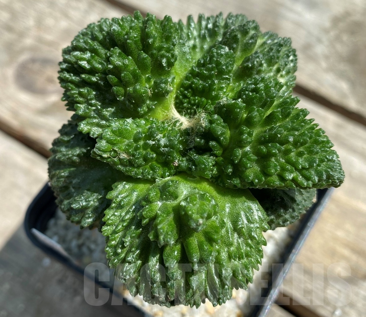 SHPR11289 Ariocarpus fissuratus "Godzilla" Big Tay, grafted