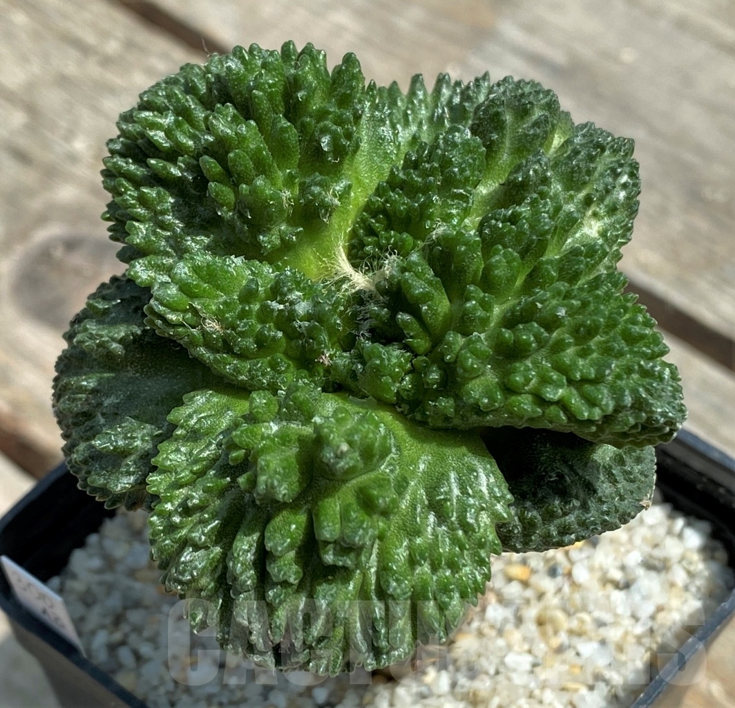 SHPR11289 Ariocarpus fissuratus "Godzilla" Big Tay, grafted – Bild 3