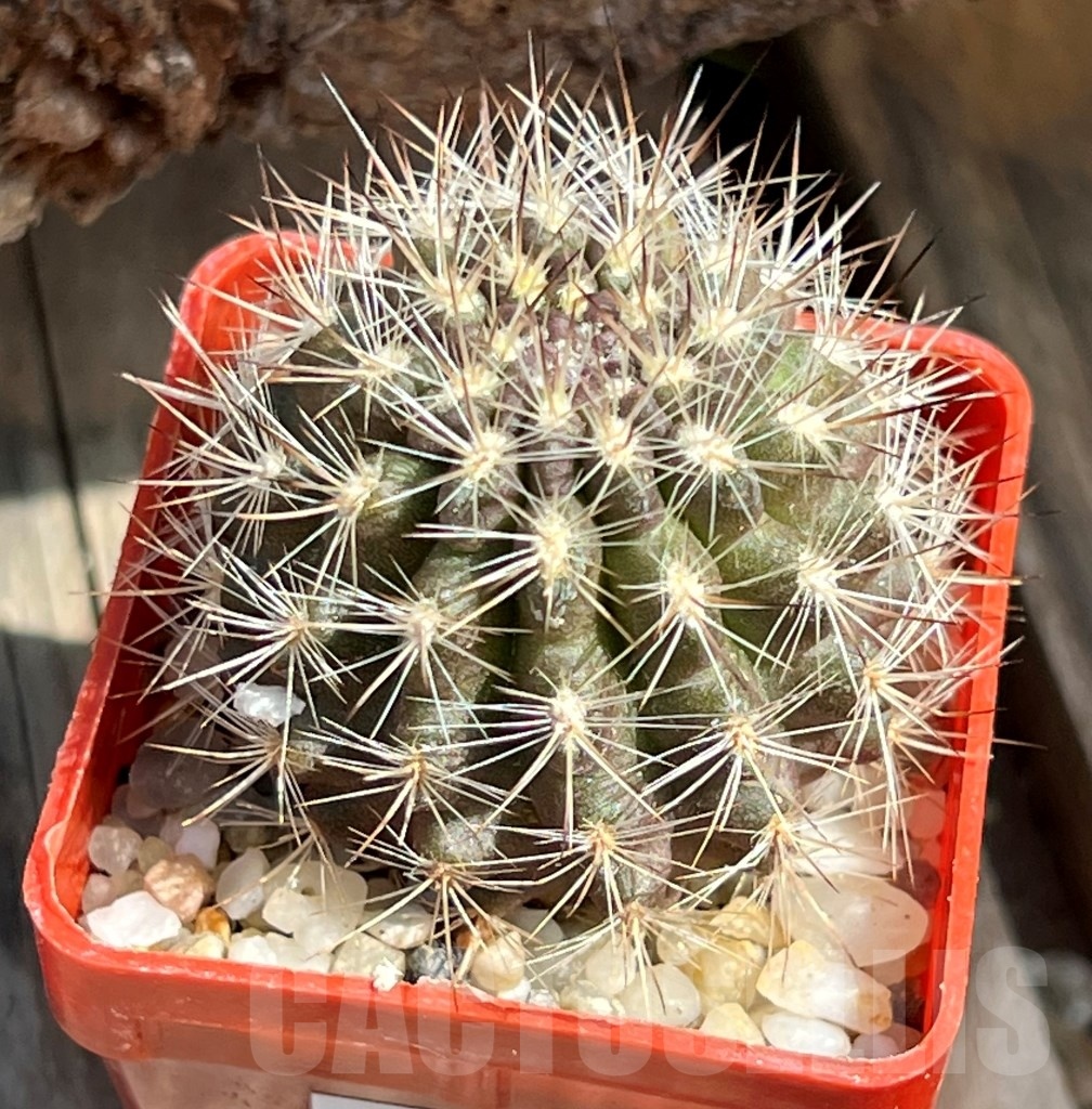 SHPR11657 Neoporteria subgibbosa f. castaneoides ex M.G. 1037.513