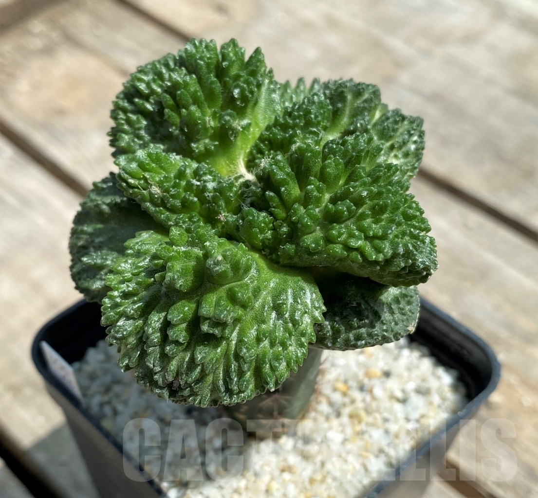 SHPR11289 Ariocarpus fissuratus "Godzilla" Big Tay, grafted – Bild 2