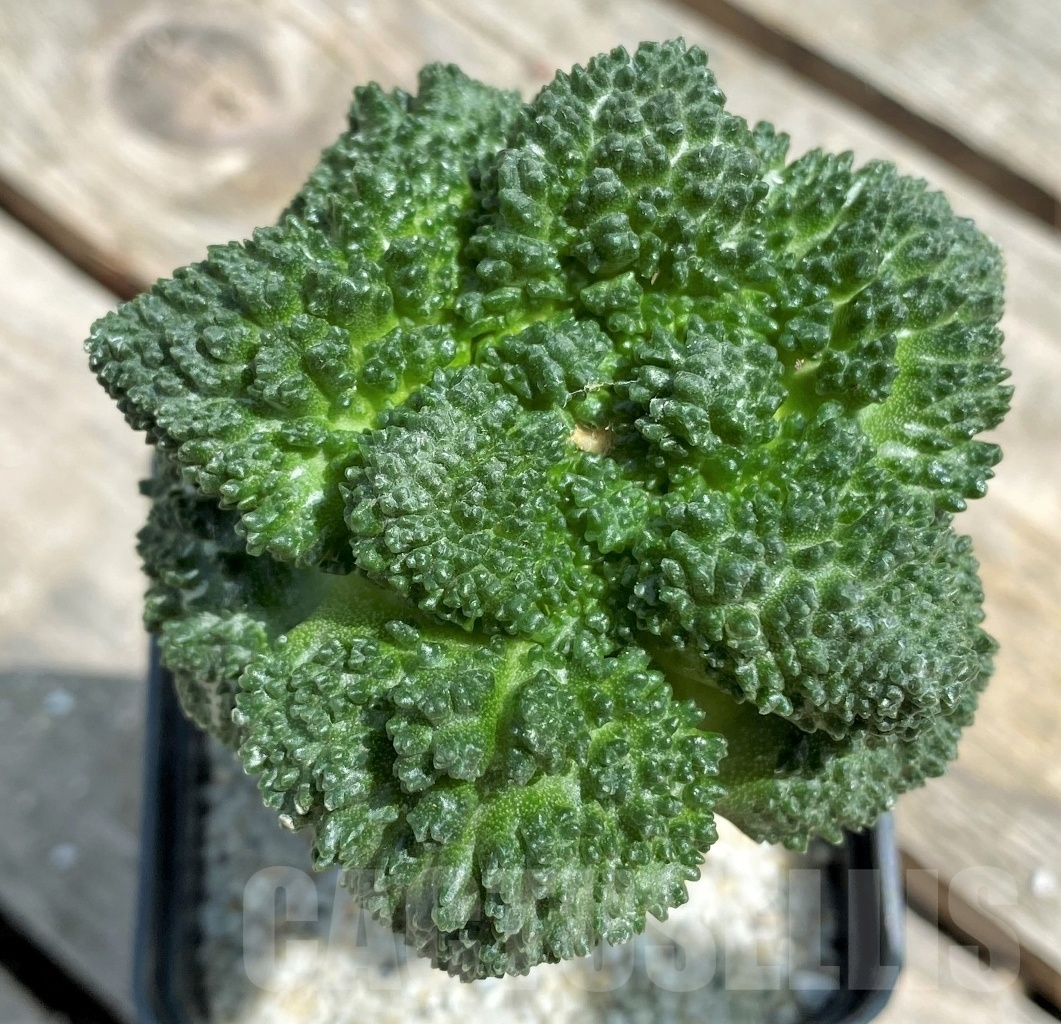 SHPR11292 Ariocarpus fissuratus "Godzilla" Big Tay, grafted