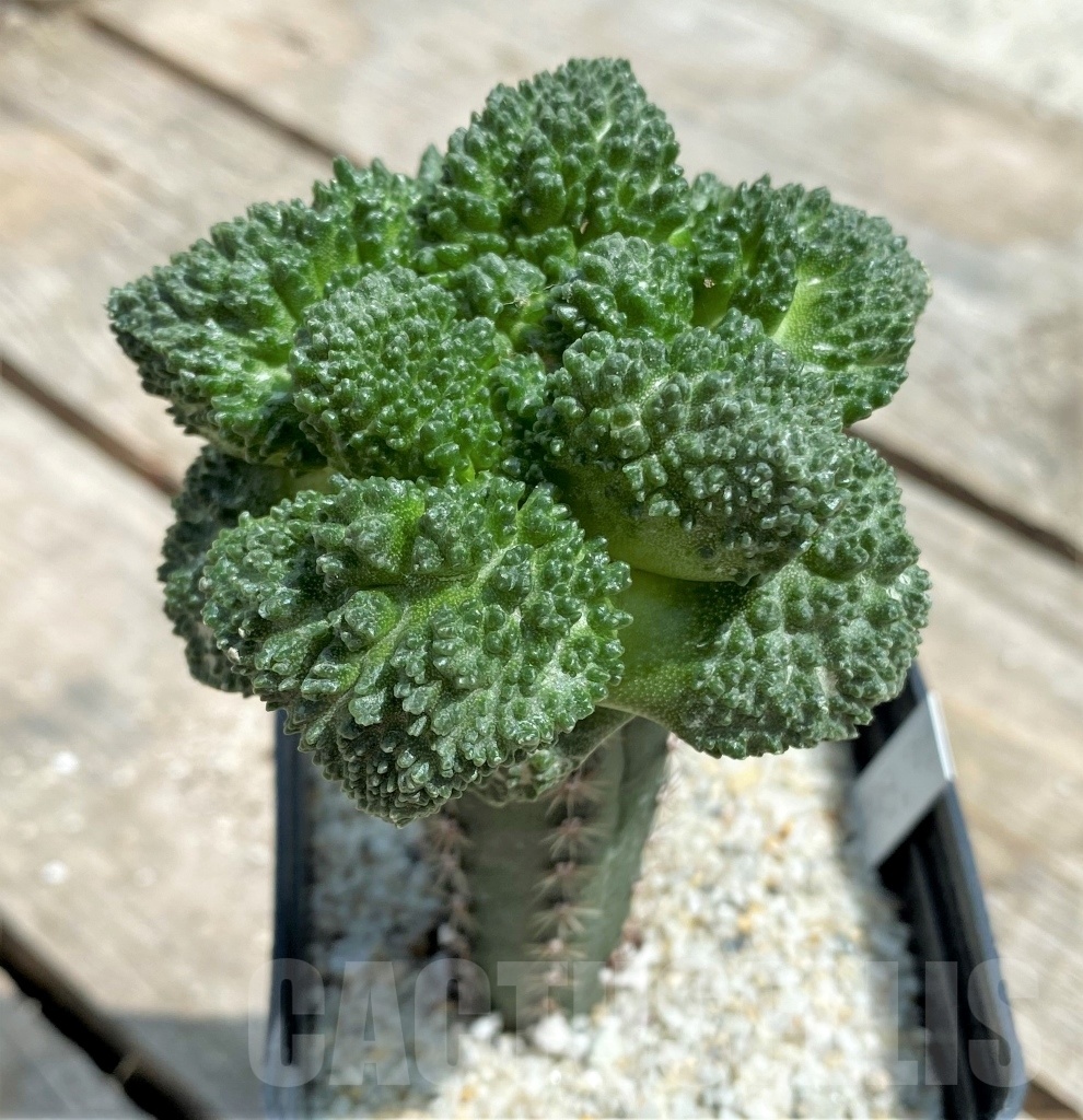 SHPR11292 Ariocarpus fissuratus "Godzilla" Big Tay, grafted - Image 2