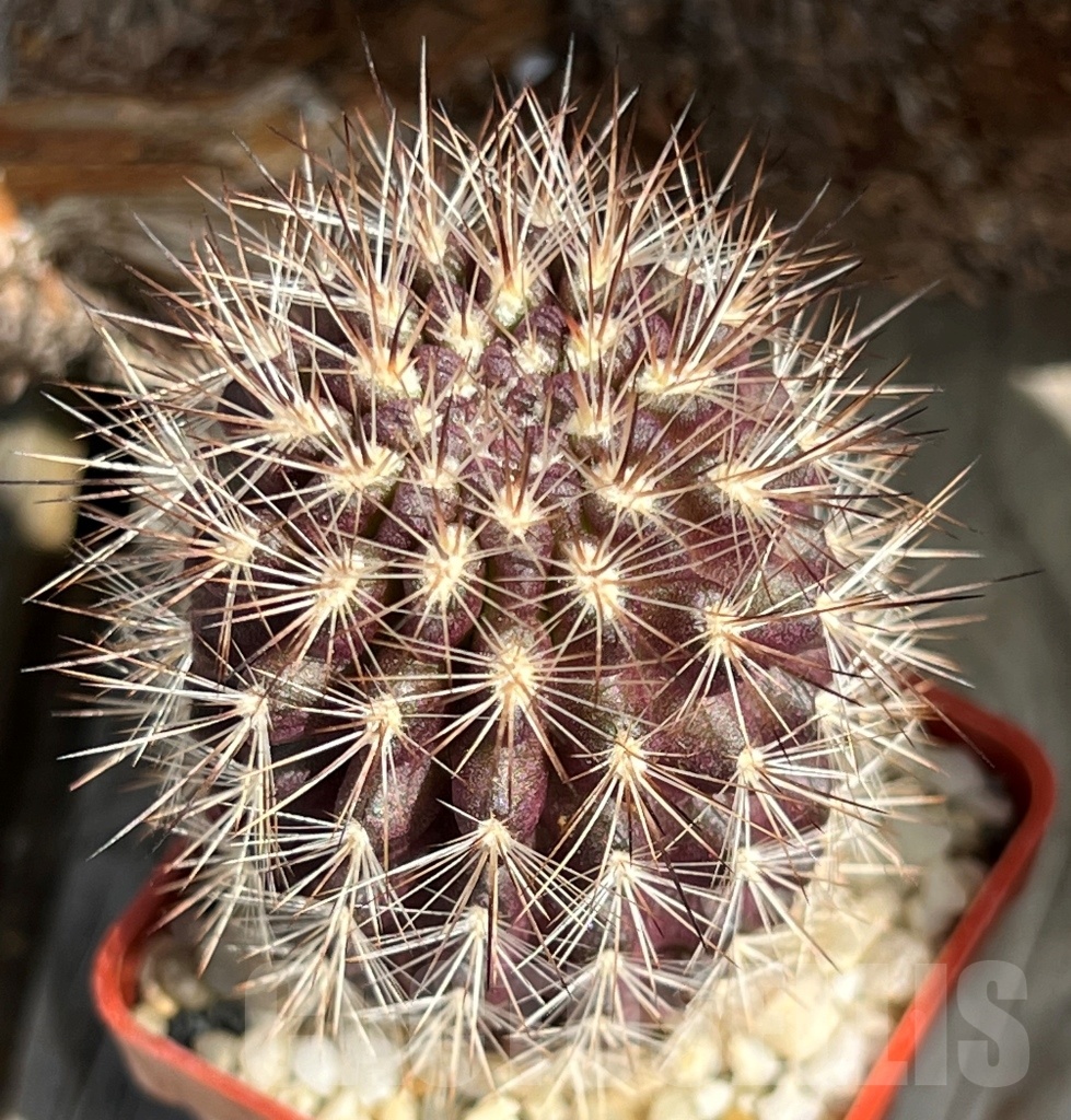 SHPR11659 Neoporteria subgibbosa f. castaneoides ex M.G. 1037.513 ...