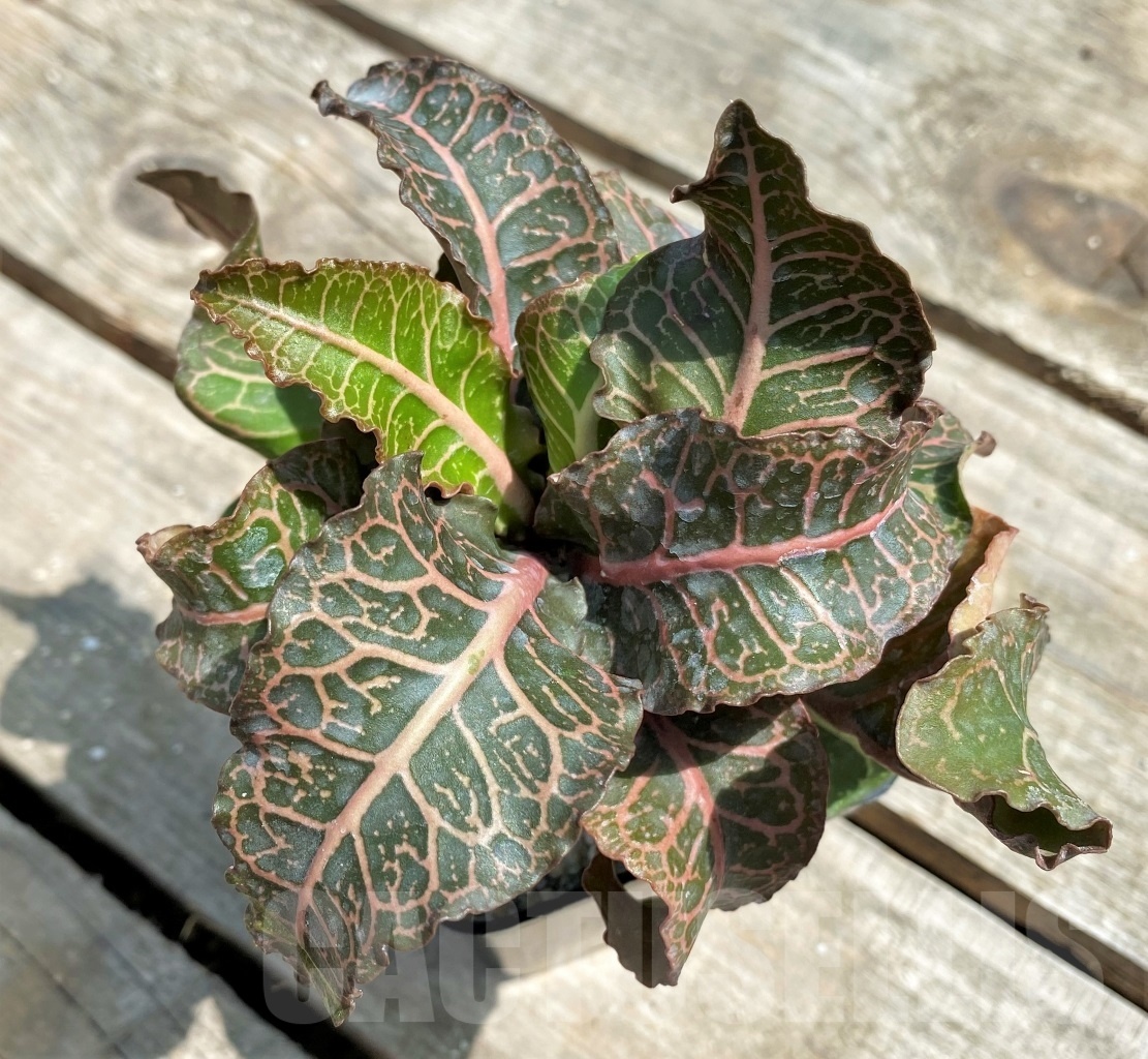 SHPR11294 Euphorbia francoisii hybrid