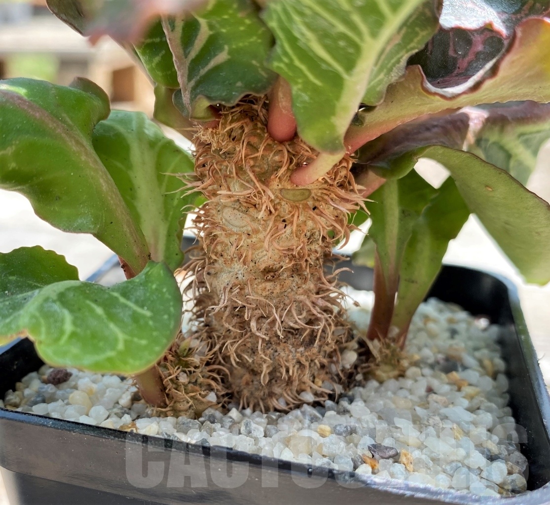 SHPR11294 Euphorbia francoisii hybrid – Bild 2