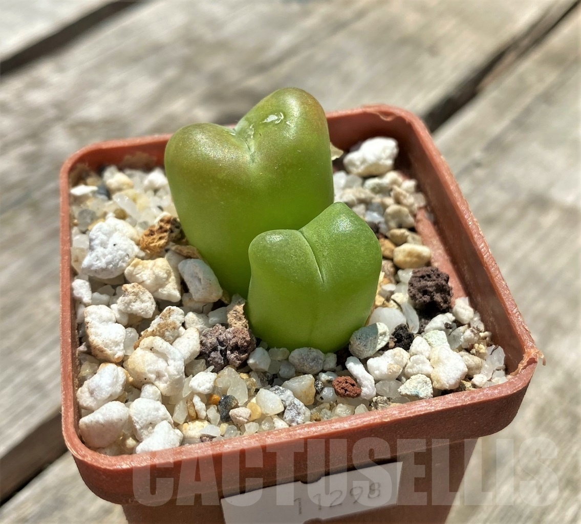 SHPR11298 Ophthalmophyllum maughanii SB 802 - Image 2