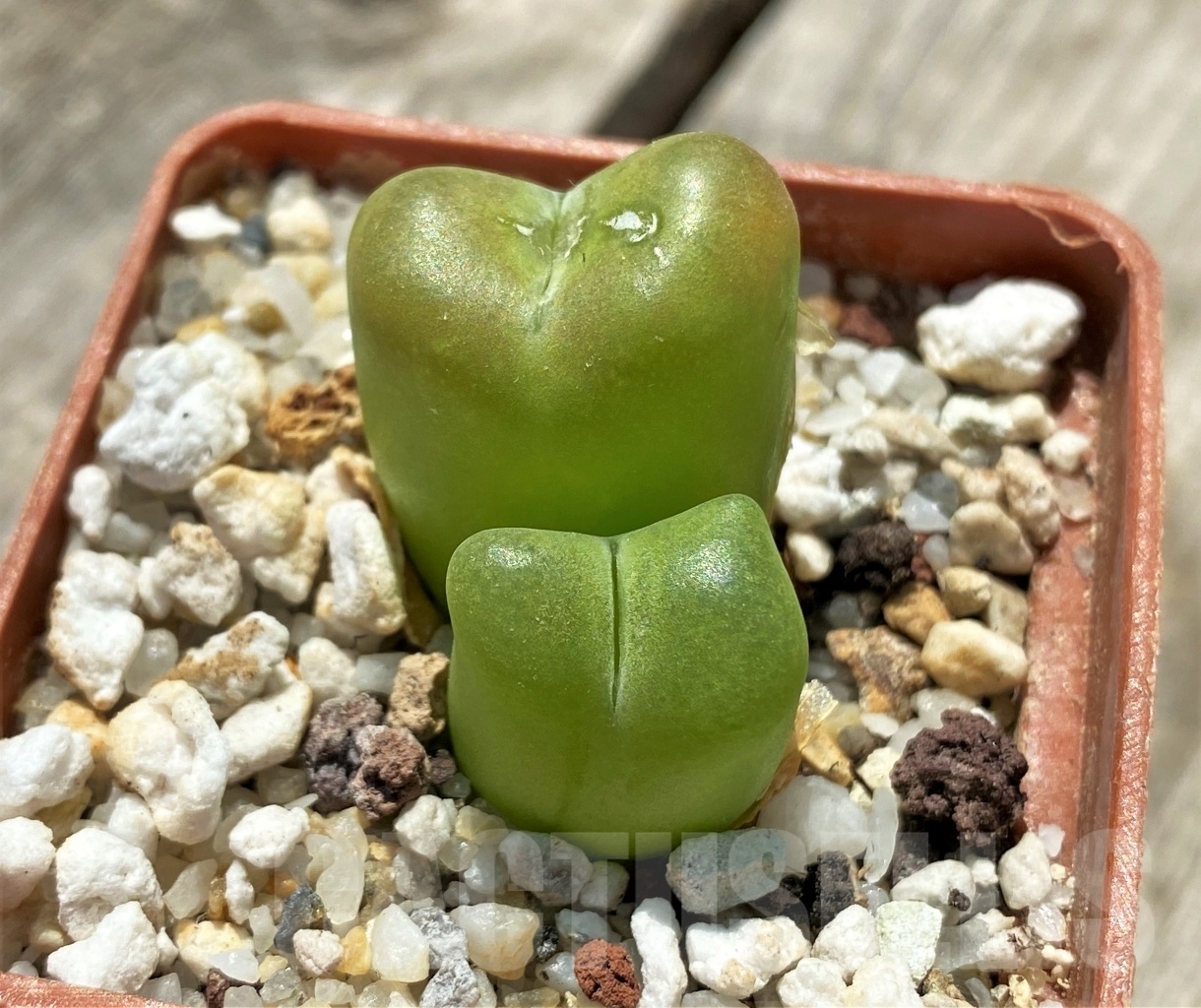 SHPR11298 Ophthalmophyllum maughanii SB 802