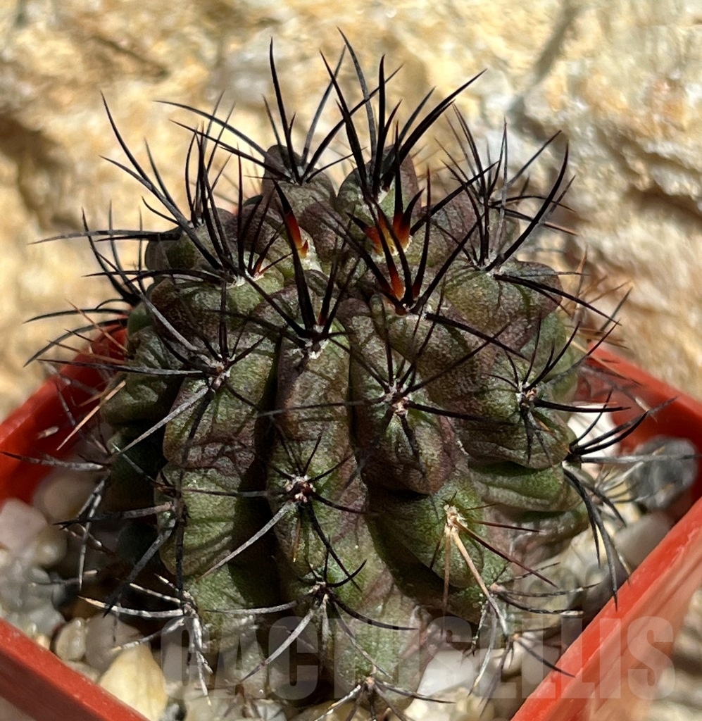 SHPR11662 Neoporteria neohankeana ex M.G. 1033.43