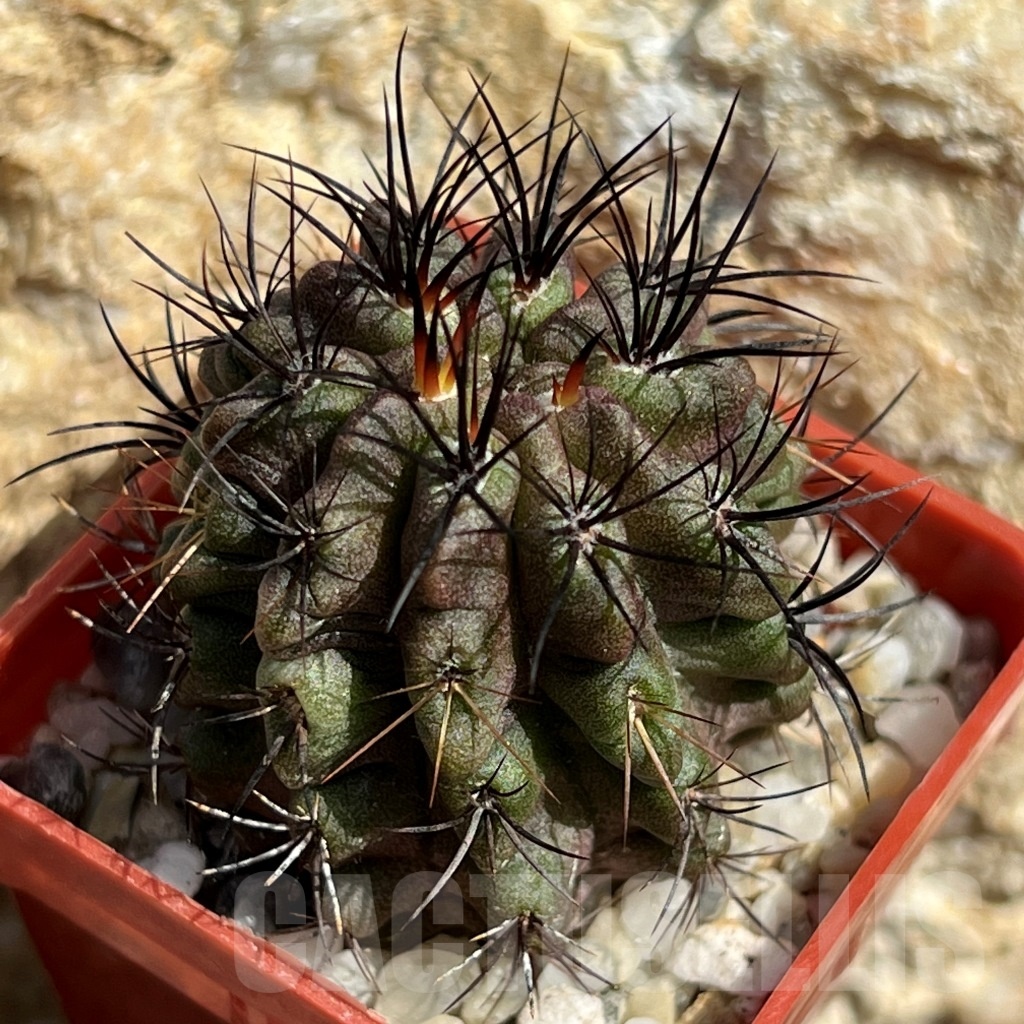 SHPR11662 Neoporteria neohankeana ex M.G. 1033.43 - Image 2